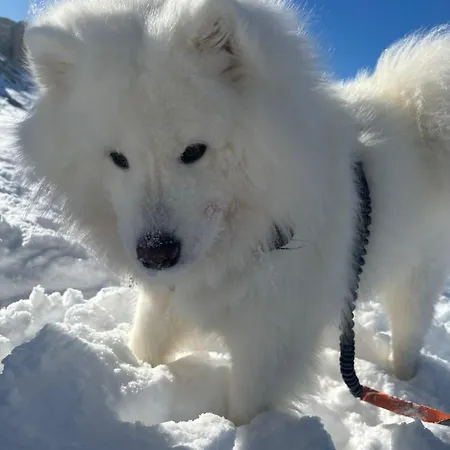 Tiny House Waldschmied 1 Apartamento