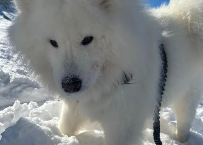 Tiny House Waldschmied 1 Apartment